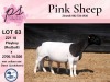 1+1X FLOCK DORPER OOI/EWE PINK SHEEP DORPERS - 4