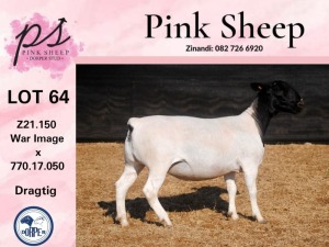 1X PREGNANT T5 DORPER OOI/EWE PINK SHEEP DORPERS