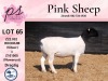 1X PREGNANT FLOCK DORPER OOI/EWE PINK SHEEP DORPERS