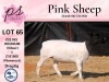 1X PREGNANT FLOCK DORPER OOI/EWE PINK SHEEP DORPERS - 2