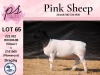 1X PREGNANT FLOCK DORPER OOI/EWE PINK SHEEP DORPERS - 3