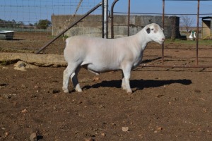 1X STUD WHITE DORPER RAM WELLAWAY WIT DORPERS