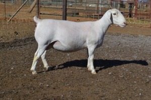 1+2X STUD WHITE DORPER OOI/EWE WELLAWAY WIT DORPERS