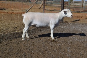 1X PREGNANT STUD WHITE DORPER OOI/EWE WELLAWAY WIT DORPERS