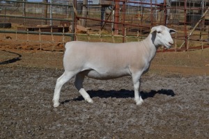 1X STUD WHITE DORPER OOI/EWE WELLAWAY WIT DORPERS