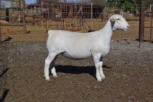 1X STUD WHITE DORPER OOI/EWE WELLAWAY WIT DORPERS