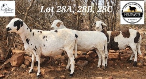 3X MEATMASTER OOI/EWE Mackay Meatmasters (Pay per animal to take all)