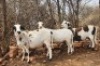 3X MEATMASTER OOI/EWE Mackay Meatmasters (Pay per animal to take all) - 2