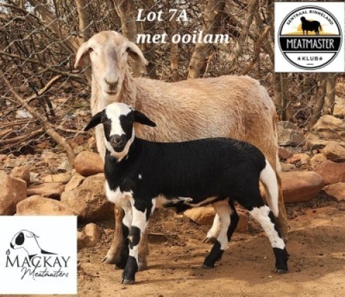 2X MEATMASTER OOI/EWE Mackay Meatmasters (Pay per animal to take all)