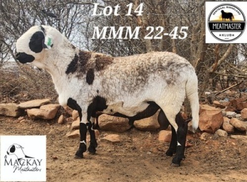 1X MEATMASTER RAM Mackay Meatmasters