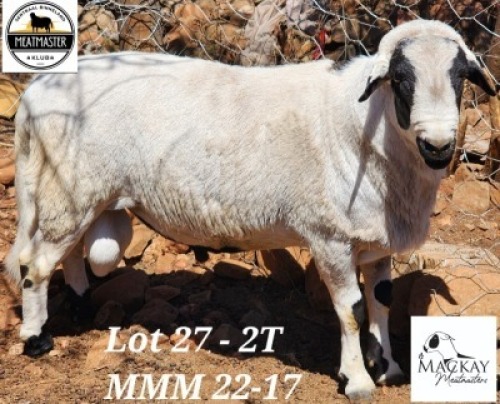 1X MEATMASTER RAM Mackay Meatmasters