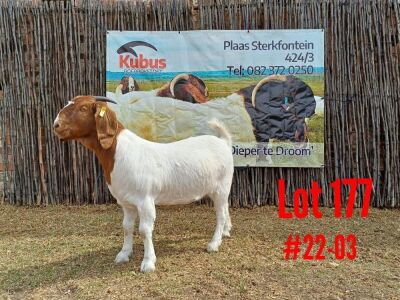 1X BOER GOAT FLOCK DOE KUBUS BOERBOKSTOET