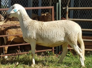 1X OOI/EWE B3 Genetics - Charles Freeme - 074 207 0007