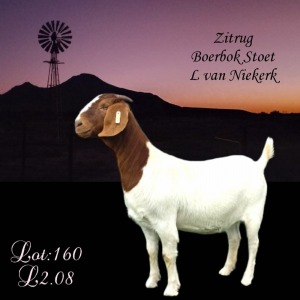 1X BOER GOAT FLOCK DOE LOTTER VAN NIEKERK