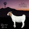 1X BOER GOAT FLOCK DOE LOTTER VAN NIEKERK