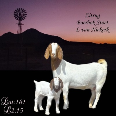 1X BOER GOAT STUD DOE LOTTER VAN NIEKERK