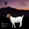 1X BOER GOAT FLOCK DOE LOTTER VAN NIEKERK