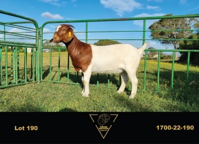 1X BOER GOAT FLOCK DOE ERIK MEYER BOERBOK STOET