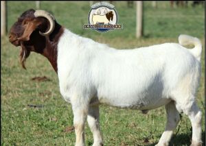 1X BOER GOAT FLOCK BUCK BOERAM VENTER