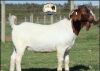 1X BOER GOAT FLOCK BUCK BOERAM VENTER