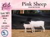 1+1X STUD DORPER OOI/EWE PINK SHEEP DORPERS