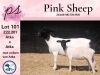 1+1X STUD DORPER OOI/EWE PINK SHEEP DORPERS - 2