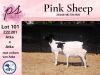 1+1X STUD DORPER OOI/EWE PINK SHEEP DORPERS - 4