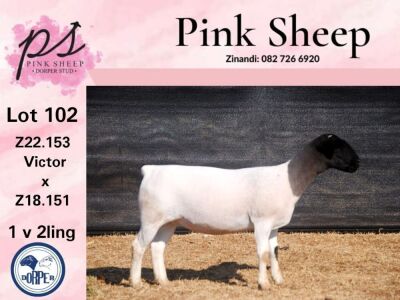 1X FLOCK DORPER OOI/EWE PINK SHEEP DORPERS