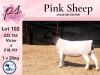 1X FLOCK DORPER OOI/EWE PINK SHEEP DORPERS - 2