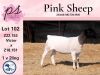 1X FLOCK DORPER OOI/EWE PINK SHEEP DORPERS - 3