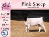 1X FLOCK DORPER OOI/EWE PINK SHEEP DORPERS - 4