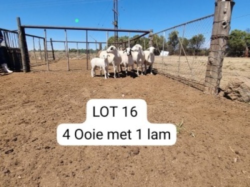 4+1X MEATMASTER OOI/EWE Anridel Meatmasters (Pay per animal to take all)