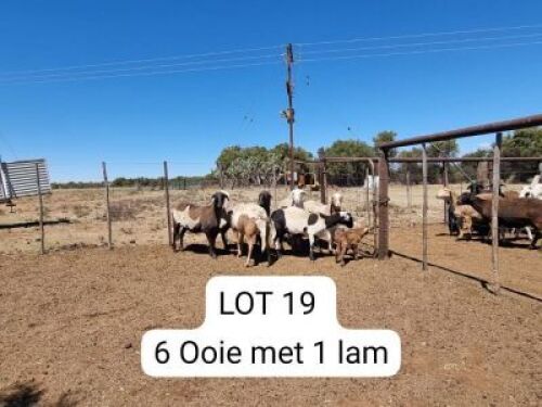 6+1X MEATMASTER OOI/EWE Anridel Meatmasters (Pay per animal to take all)