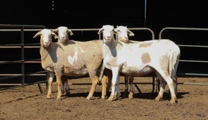 4X MEATMASTER EWE OILIVE BRANCH MEATMASTERS (GEKEUR) (Pay per Animal)