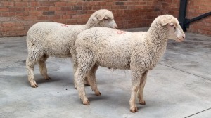 2X SA VLEISMERINO RAM & EWE ANDREW (Pay per Animal)