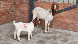 1+1X BOERBOK DOE HANNES VAN STADEN