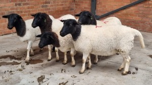 5X DORPER EWE NABBA BOERDERY (Pay per Animal)