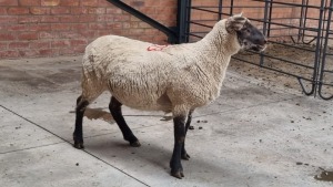 1X SUFFOLK KRUIS EWE NABBA BOERDERY (Pay per Animal)