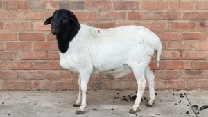 1X PERSIE RAM NABBA BOERDERY