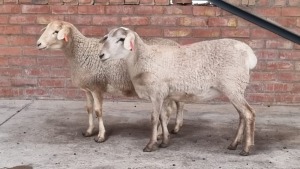 2X MEATMASTER EWE NABBA BOERDERY (Pay per Animal)