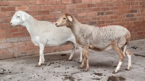 2X MEATMASTER EWE NABBA BOERDERY (Pay per Animal)