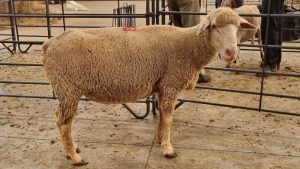 1X SA VLEISMERINO EWE JUAN DE LANGE