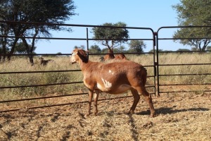 1X OOI/EWE Thaba Meatmasters - Chris Barkhuizen - 076 8506726 (Highest Bidder may choose A, B or C of Lot round or take all - Pay per piece. Choice once per Lot round, Rest to take all)
