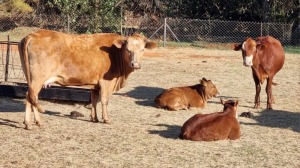 2+2X SIMBRA KOEIE FEMALE WITH CALF HANNES VAN STADEN (Pay per Animal)