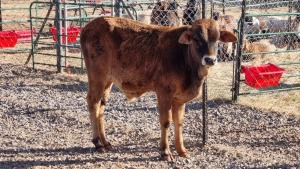 1X BRAHMAN KRUIS MALE WILLIE VAN HEERDEN