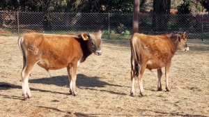 2X JERSEY MALE JUNKER DORPERS (Pay per Animal)