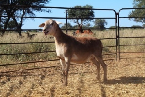 1X OOI/EWE Thaba Meatmasters - Chris Barkhuizen - 076 8506726