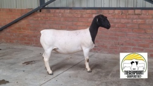 2X T5/FLOCK(1xPREGNANT) DORPER OOI/EWE TIEGERPOORT DORPER (Pay per animal)