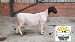 1X PREGNANT STUD DORPER OOI/EWE TIEGERPOORT DORPER