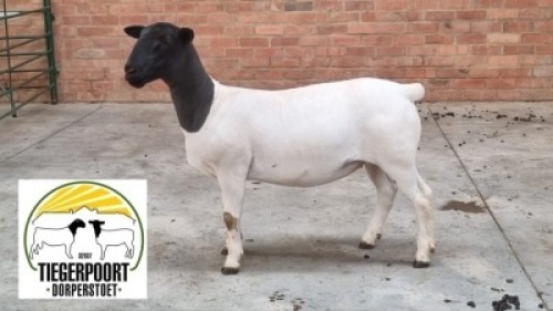 1X T5 DORPER OOI/EWE TIEGERPOORT DORPER